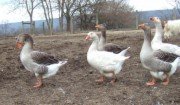 Tufted Toulouse and Lavender Geese Tufted Toulouse and Lavender Geese