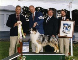 Best in Sweepstakes
Winners Dog
2001 United States Australian Shepherd Association National Specialty