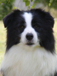 Photo taken by Judit Papp in Hungary where he stayed before going over to the Uk.