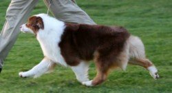 Bayshore Stonehaven Cat Call