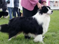 Eng/AKC Ch. Avatar One Nite Standbayshore