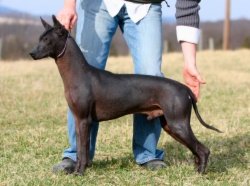 Moctecuzoma [Rivera-Cortes]