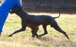 Moctecuzoma [Rivera-Cortes]