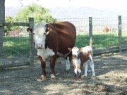 Embryo calf with surrogate Horned Hereford Cow