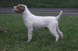 Ch Bayshore's R'v Who's It