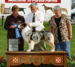 Italian/AKC Ch. Bayshore Triple Ex