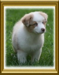 Bayshore Stonehaven Premonition