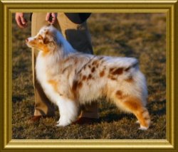 Ch Rosemere Dragonfly at Bayshore