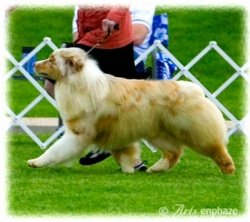 Ch Rosemere Dragonfly at Bayshore