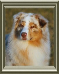 Ch Rosemere Dragonfly at Bayshore