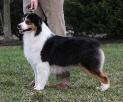 Ch Bayshore Stonehaven Heartthrob