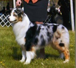 Bayshore Cat In The Hat