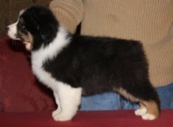 Ch Bayshore Stonehaven Rapture