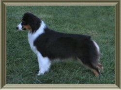 Ch Bayshore Stonehaven Rapture