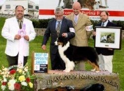 Ch Bayshore Stonehaven Rapture