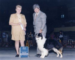 Italian/AKC Ch. Bayshore Ralph Lauren