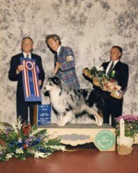 BIS/BISS Ch. Bayshore Flapjack