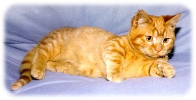 Click on Image to enlarge