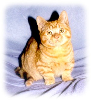 Click on Image to enlarge